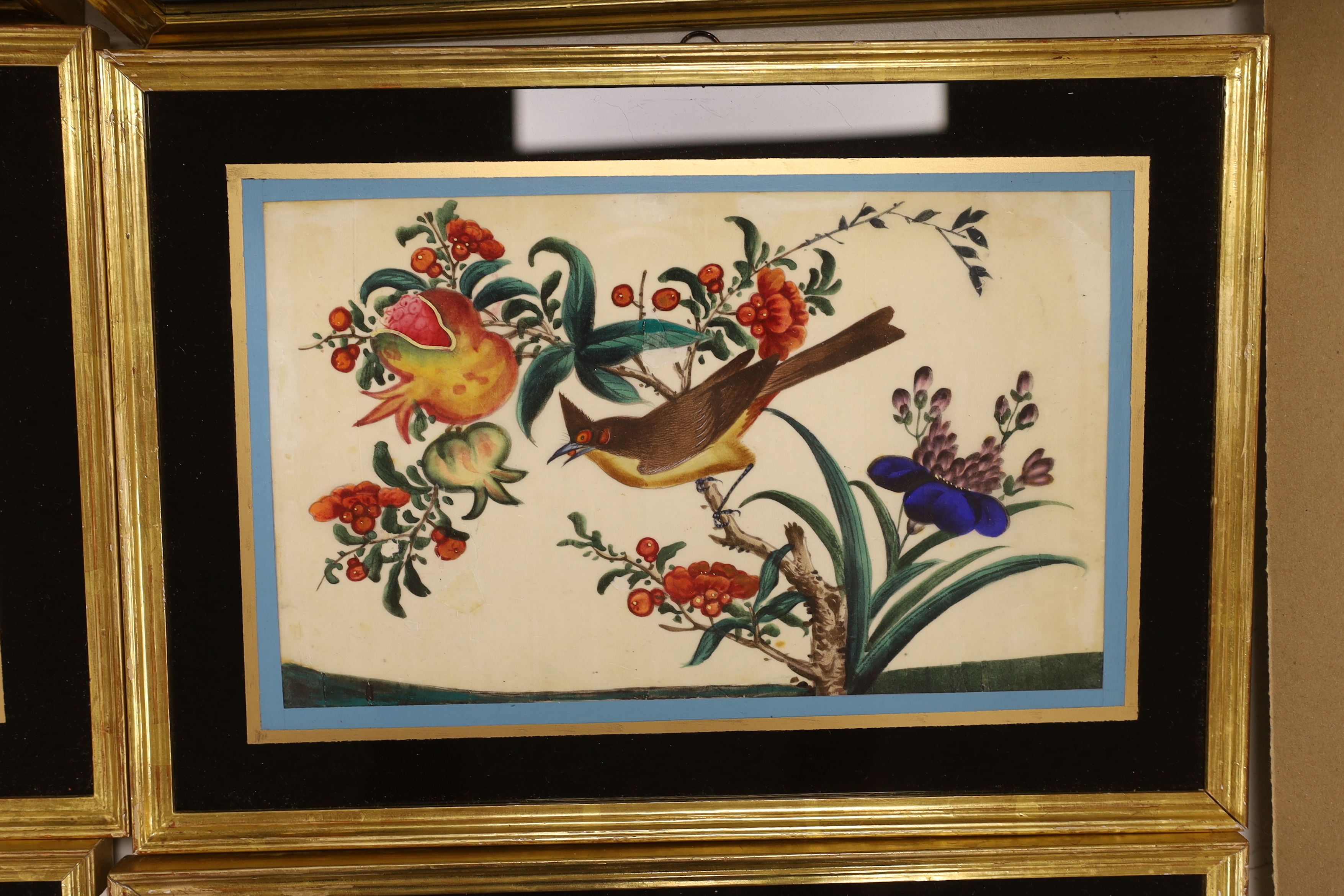 19th century Chinese School, set of six pith paper paintings, Birds of paradise amongst flowers, 17 x 28cm